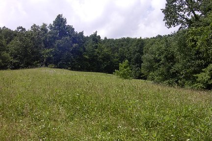 d_elf00_elfin-forest1.jpg