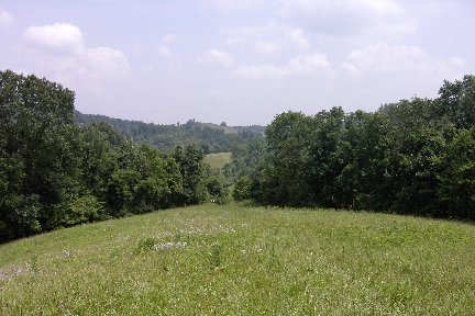 d_elf00_elfin-forest2.jpg