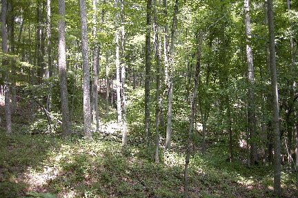 d_elf00_elfin-forest3.jpg