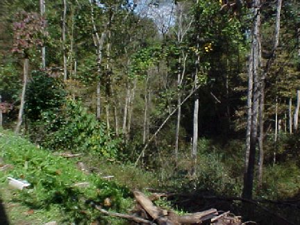 d_elf00_elfin-forest4.jpg
