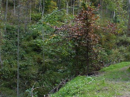 d_elf00_elfin-forest5.jpg