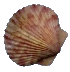shell5