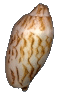 shell7